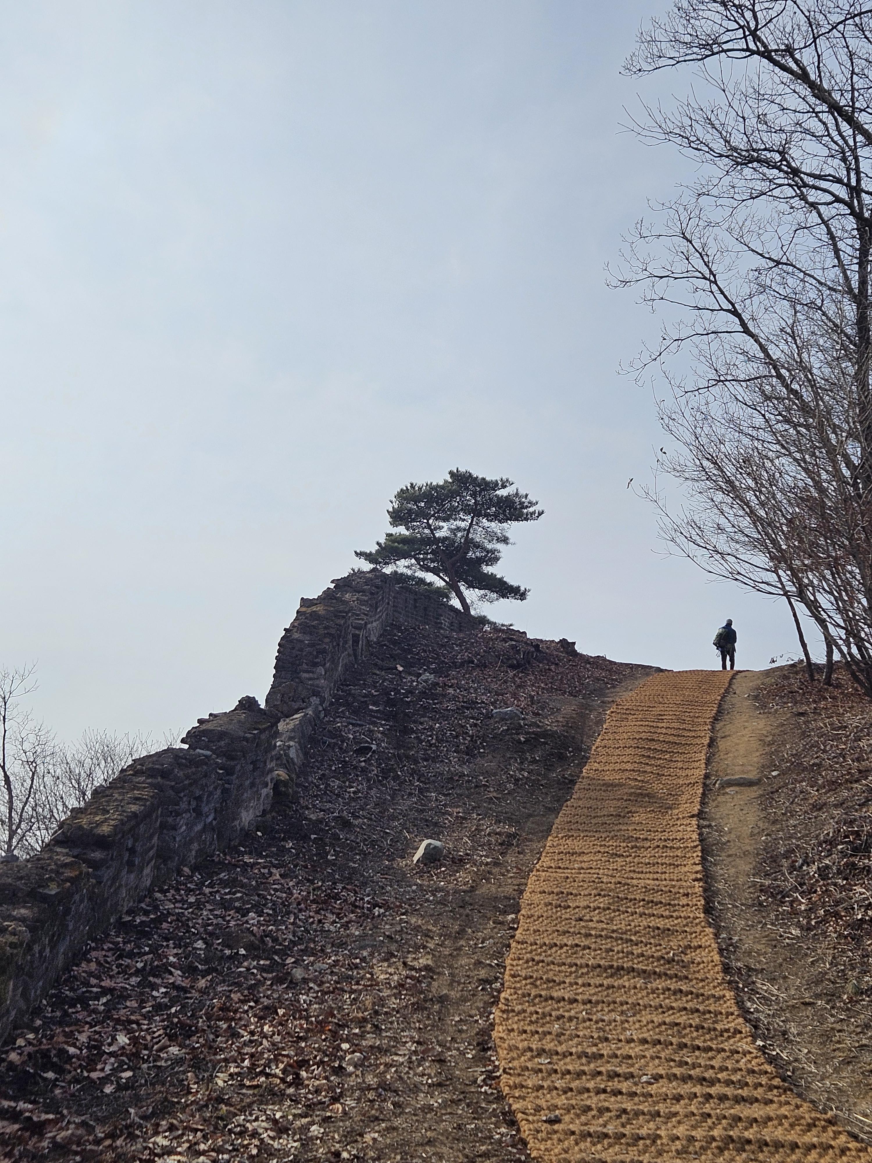 하산행에 만난 소나무