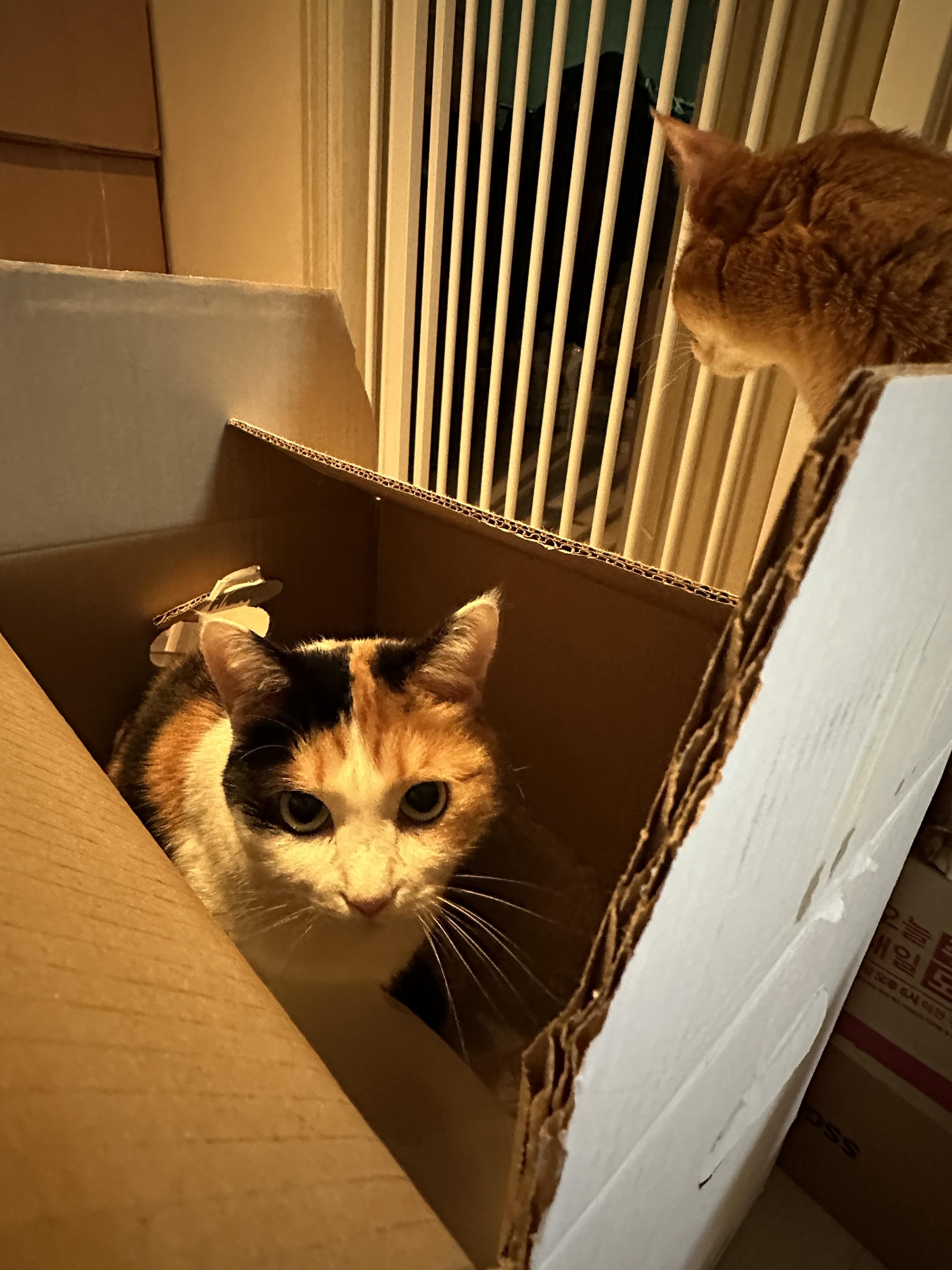 정색하는_고양이_ㅋㅋㅋ