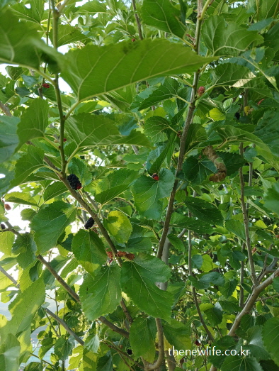 여러 개의 뽕잎과 함께 맺힌 붉은빛과 검은빛 오디 열매 – 뽕잎 효능을 시각적으로 보여주는 실사 자료