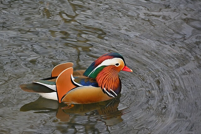 물속에서 원앙 한 마리가 헤엄친다. 갈색, 파란색, 초록색 깃털이 섞여있고 화려하고 예쁜 원앙이다.