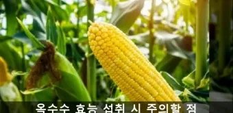 옥수수 효능과 옥수수 삶는 방법 전자렌지 초당옥수수 찰옥수수 차이 비교 자료_20