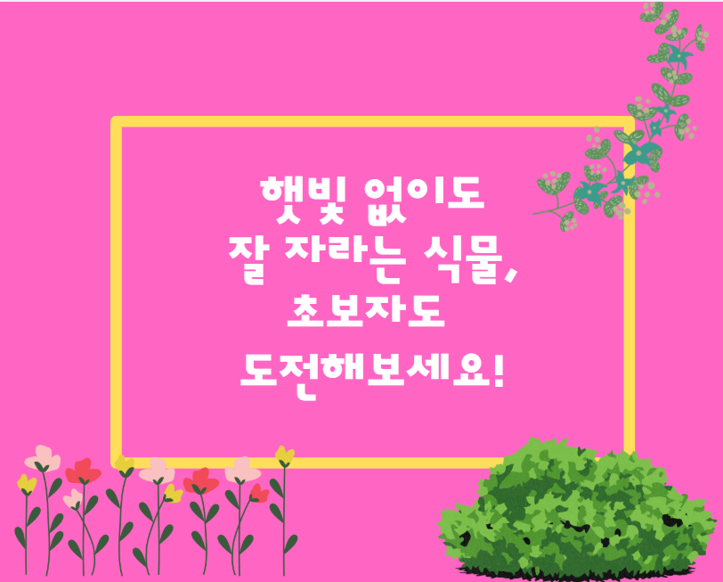 햇빛 없이도 잘 자라는 식물, 초보자도 도전해보세요!