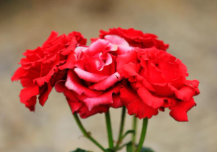 세종 베어트리파크 수목원 장미축제