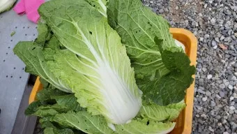 김장 배추 재배 파종 모종 웃거름 결구 수확 타이밍_6