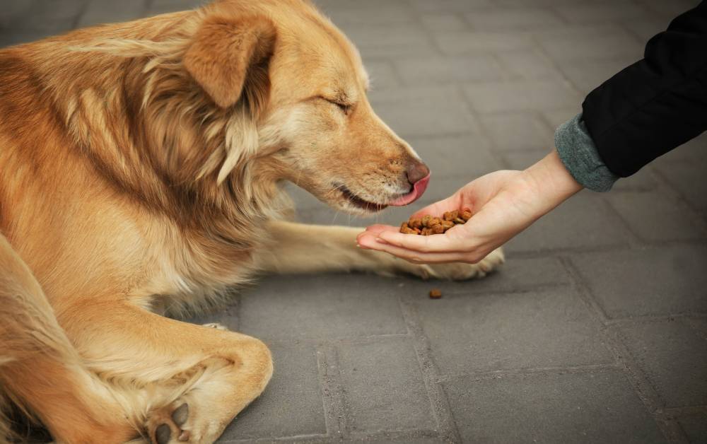 반려견 노화신호 관련사진