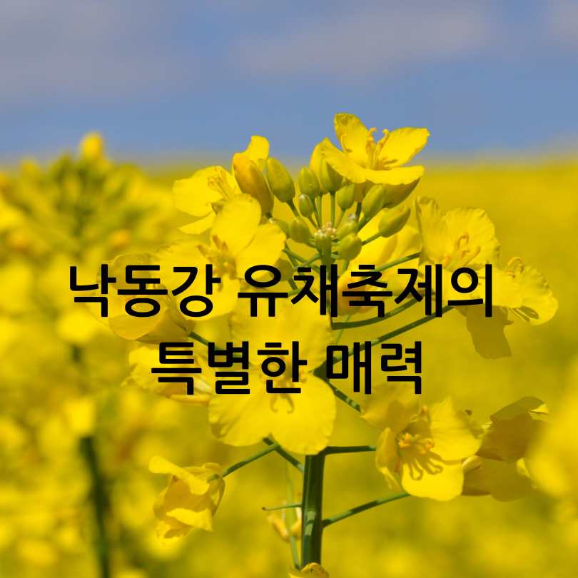 2025년 창녕 낙동강 유채축제