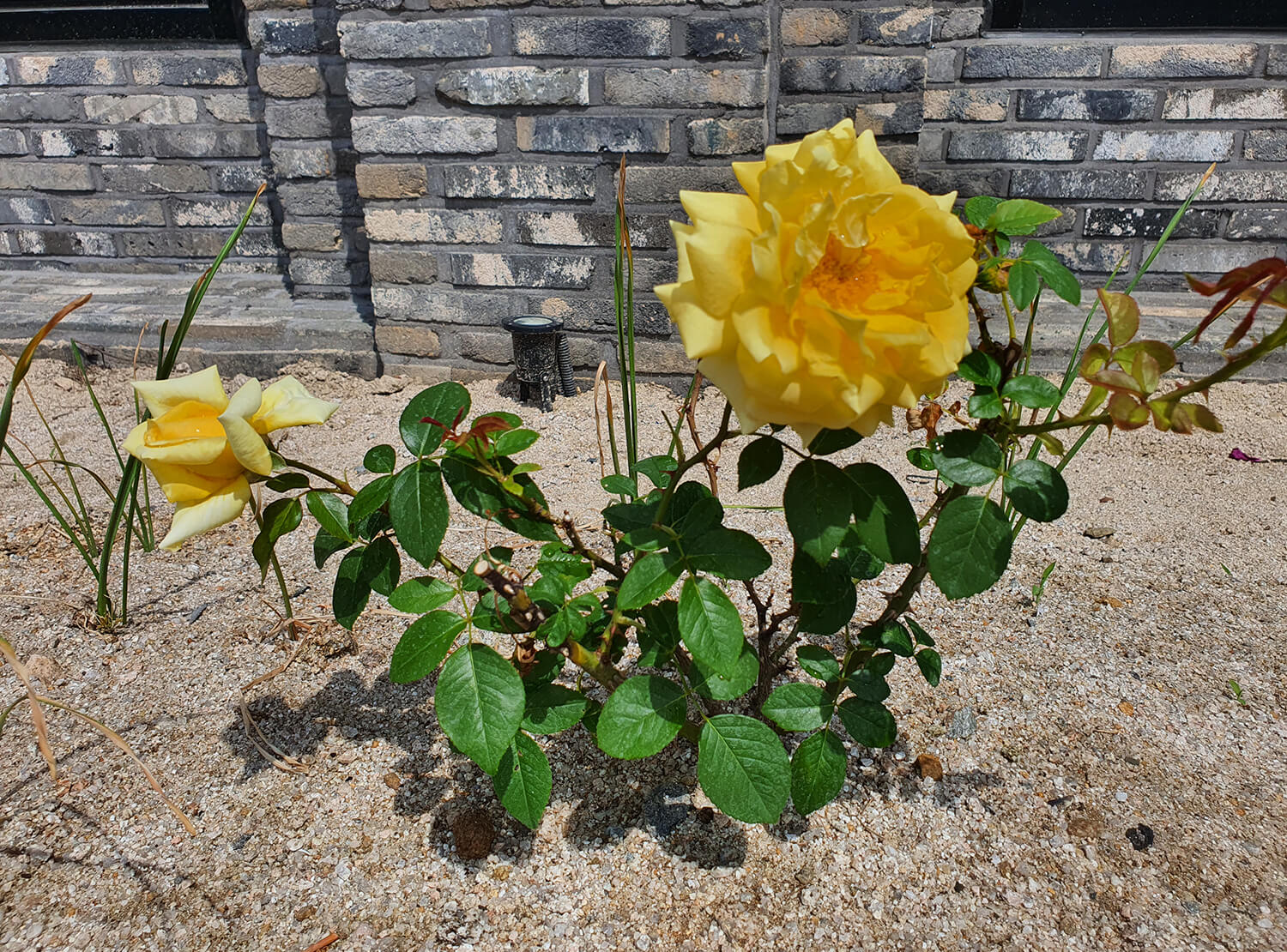 춘천 정족리 동치미막국수-7