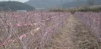 복분자 재배 지주 세우기 가지치기 병해 예방_7