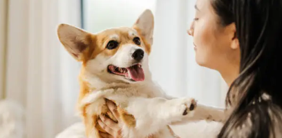 반려동물과 함께 떠나는 해외여행 – 반려견·반려묘 동반 여행 가이드