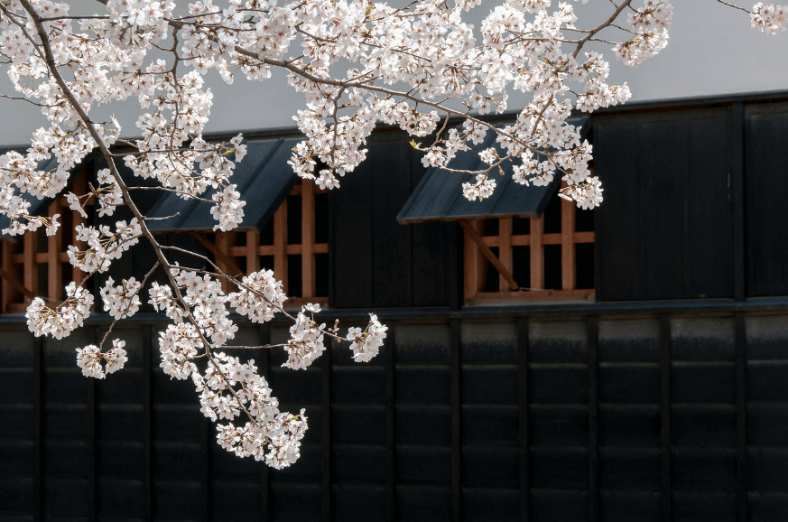 사진 미쳤다 🌸 하동 벚꽃길