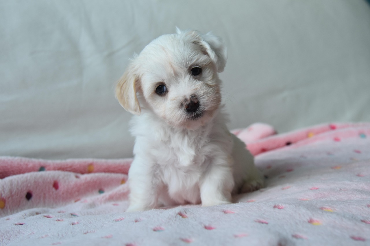 소형 강아지 사진