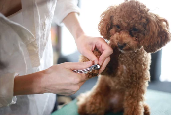 강아지 발톱깎는 모습/출처:어도비스톡