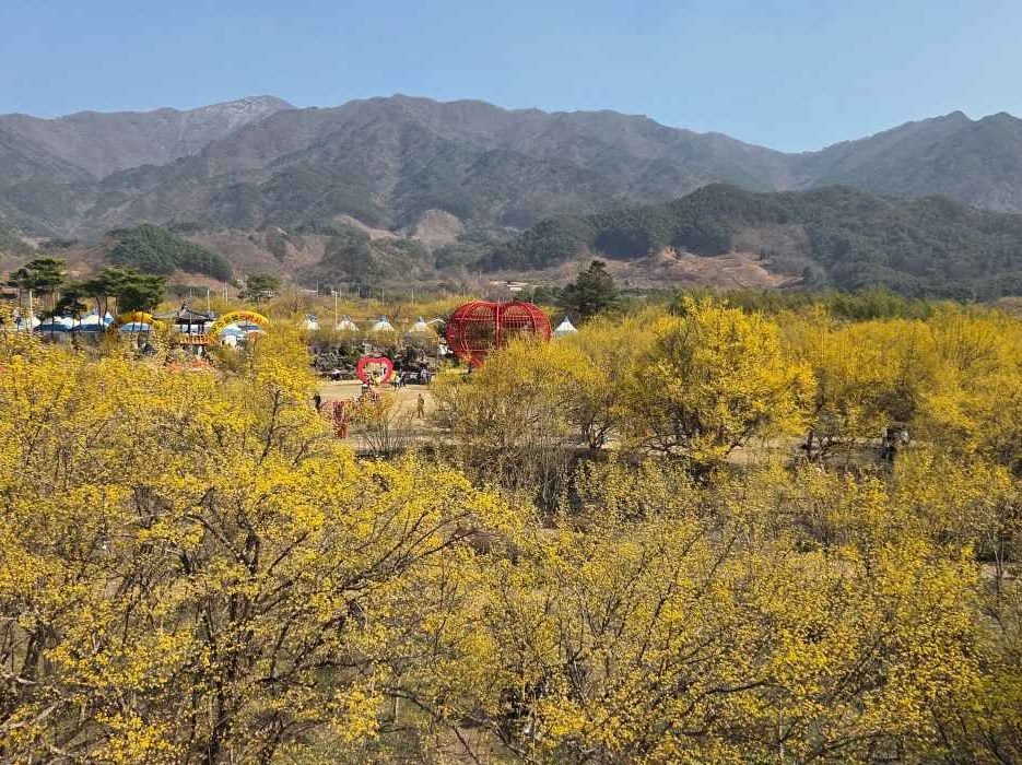 구례 산수유꽃축제 가는 길