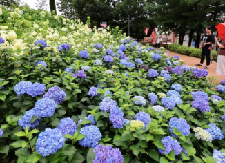 수도권 수국명소 추천 7곳&amp;#44; 도심 속에서 만나는 수국의 향연