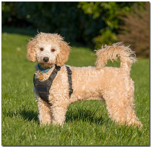 바라보고 있는 비숑프리제