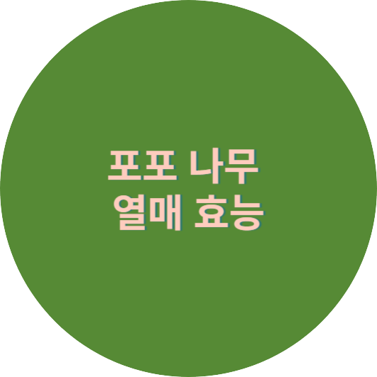 포포 나무 열매 효능