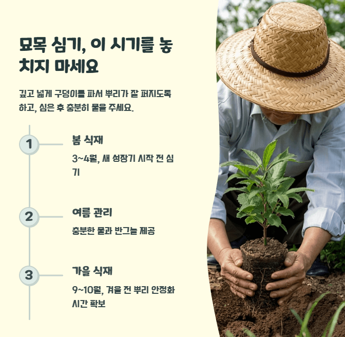보리수 나무 묘목