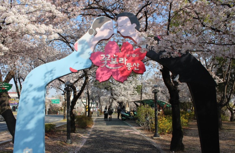 대구 벚꽃