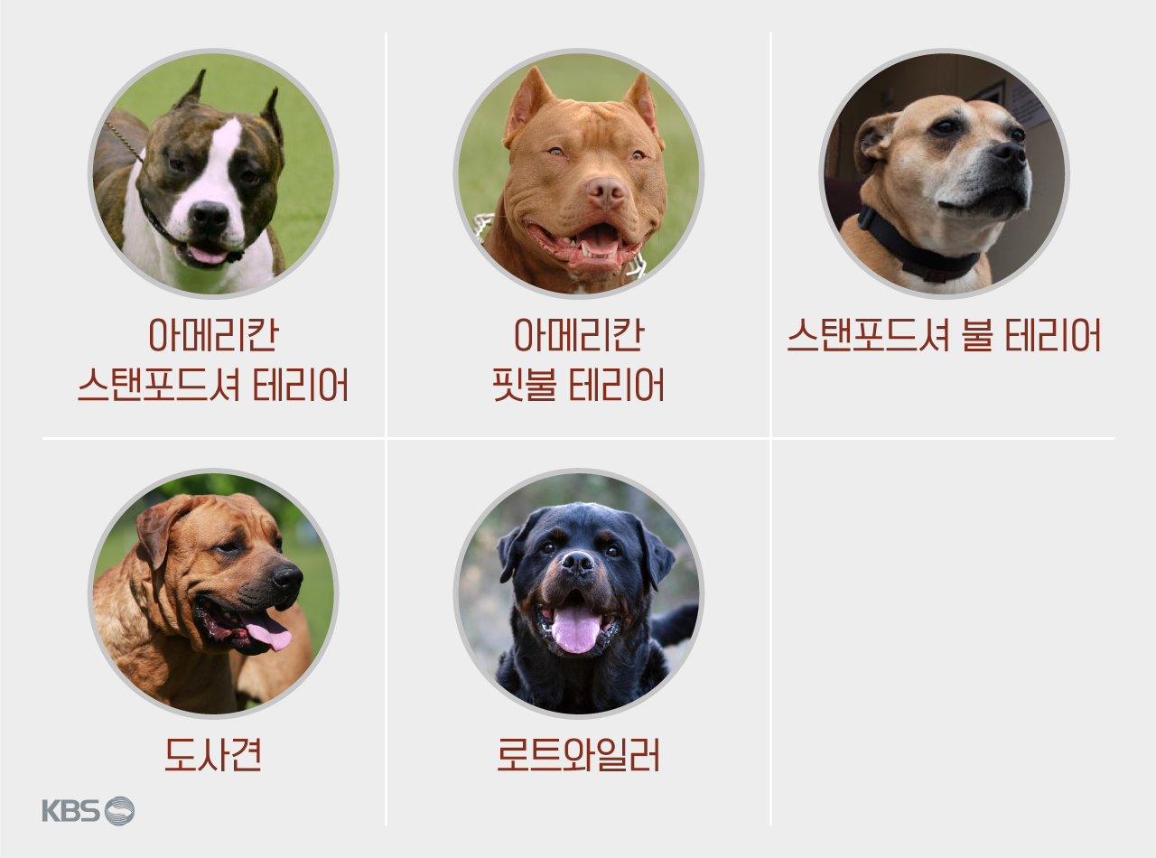 동물보호법 맹견 5가지 견종