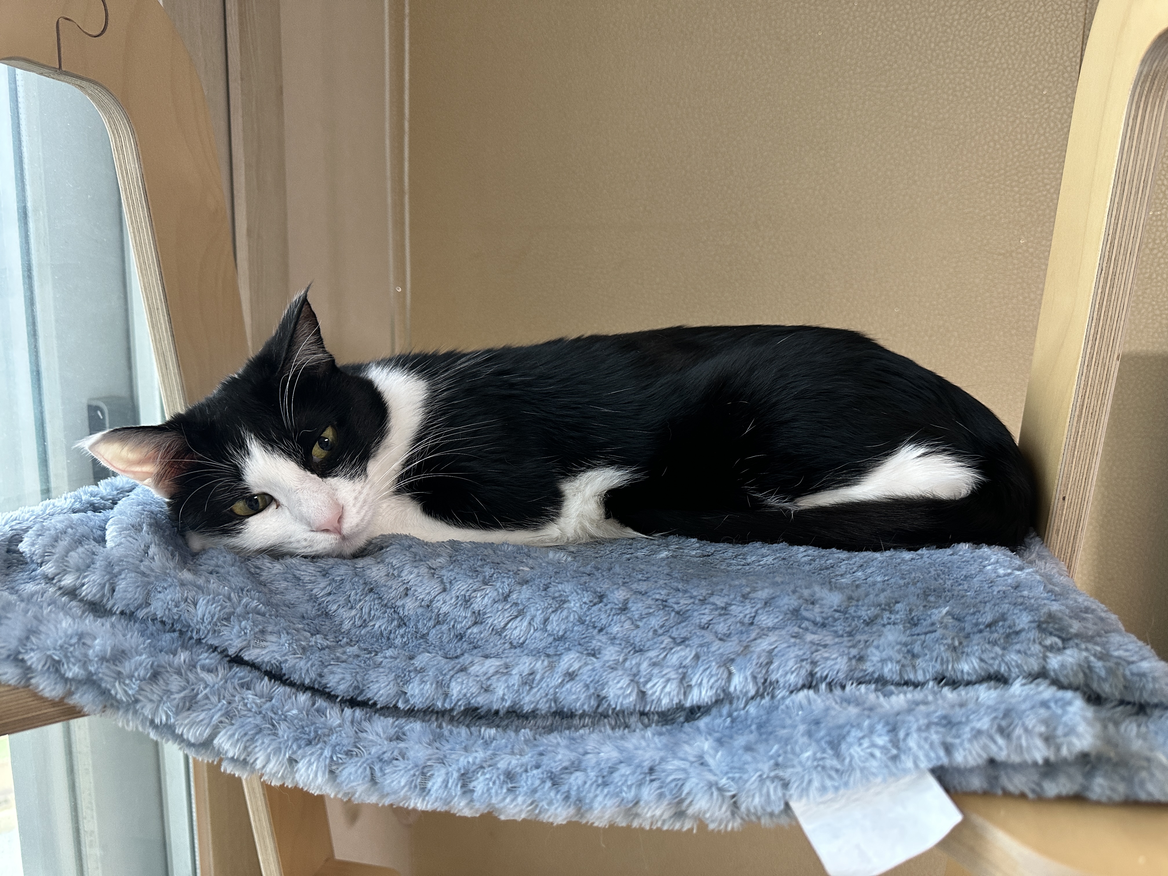 깔끔쟁이-두리도-캣타워-꼭대기-새-담요가-맘에-든다.-(feat.-루디)