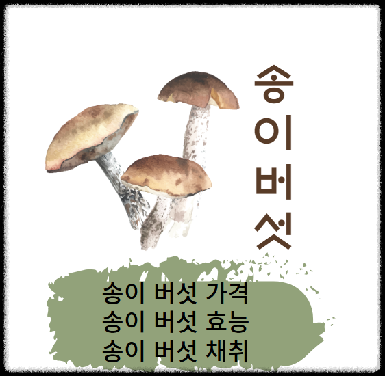 송이버섯 가격, 송이버섯 채취시기, 송이버섯 효능