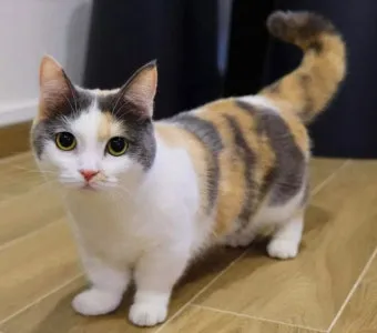 고양이 합사 방법 실패 스트레스 서열_12