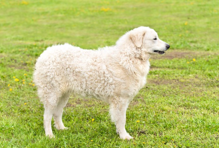 옆에서 본 쿠버스.