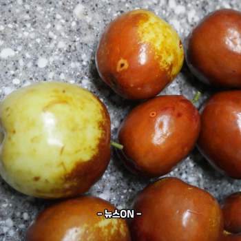 사과대추 보관법