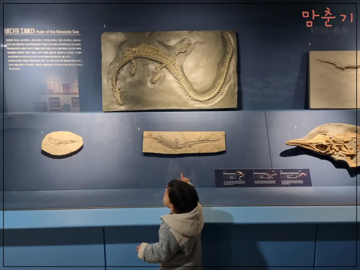 부산해양자연사박물관-화석-신기해하는-두돌아이
