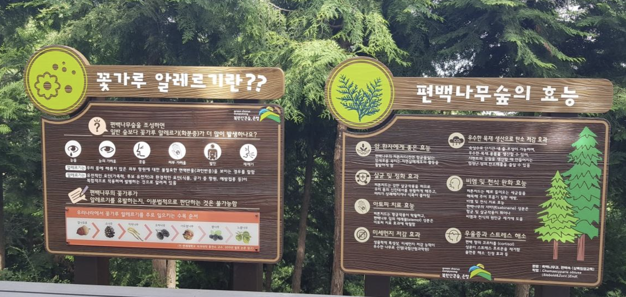 서울 봉산 편백나무 치유의 숲 전경