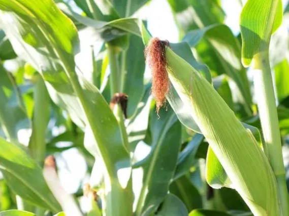 옥수수 소화원활에 도움