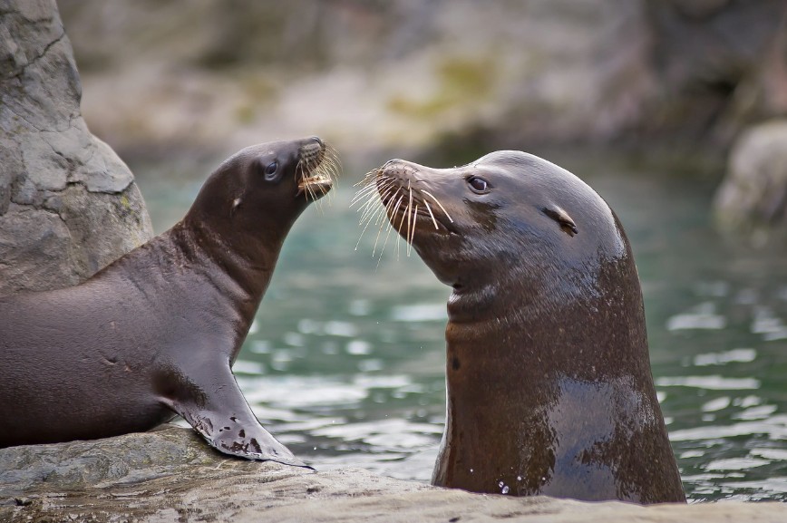 해양 생물들은 어떻게 소통할까?