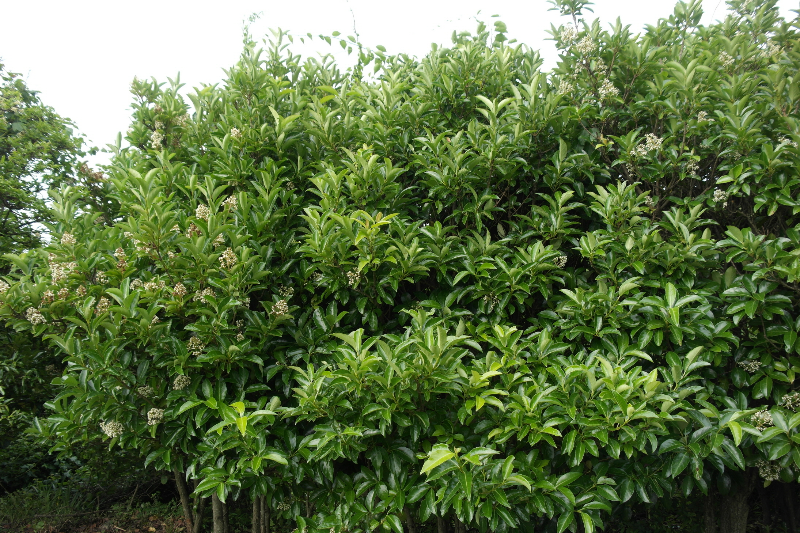 아왜나무 수형1