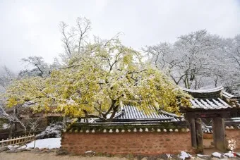 소쇄원 봄 앵두나무꽃 산수유 해당화 개화_11