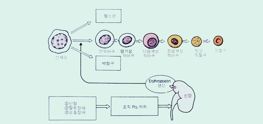 적혈구의 기원