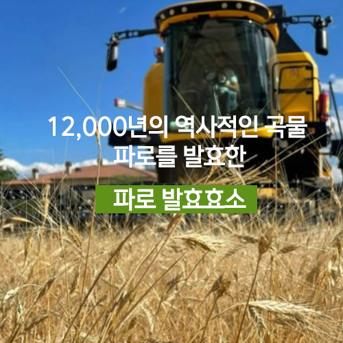 파로효소 효능 5가지