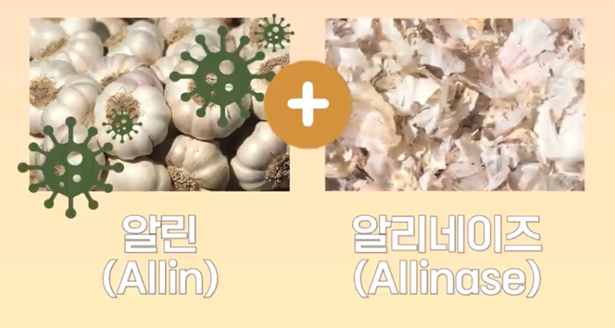 알리+알리네이즈