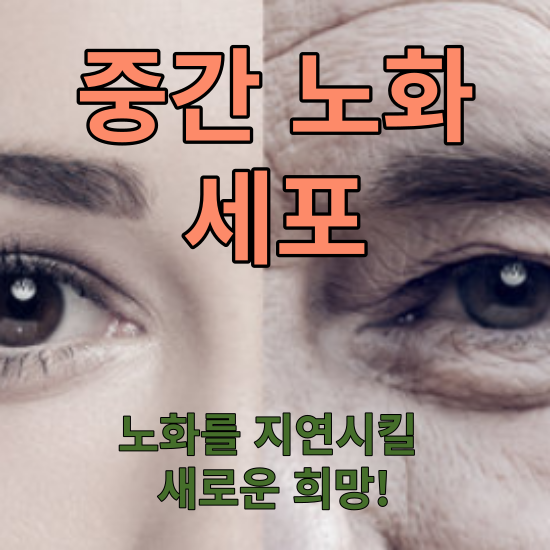 중간 노화 세포의 발견: 노화를 지연시킬 새로운 희망