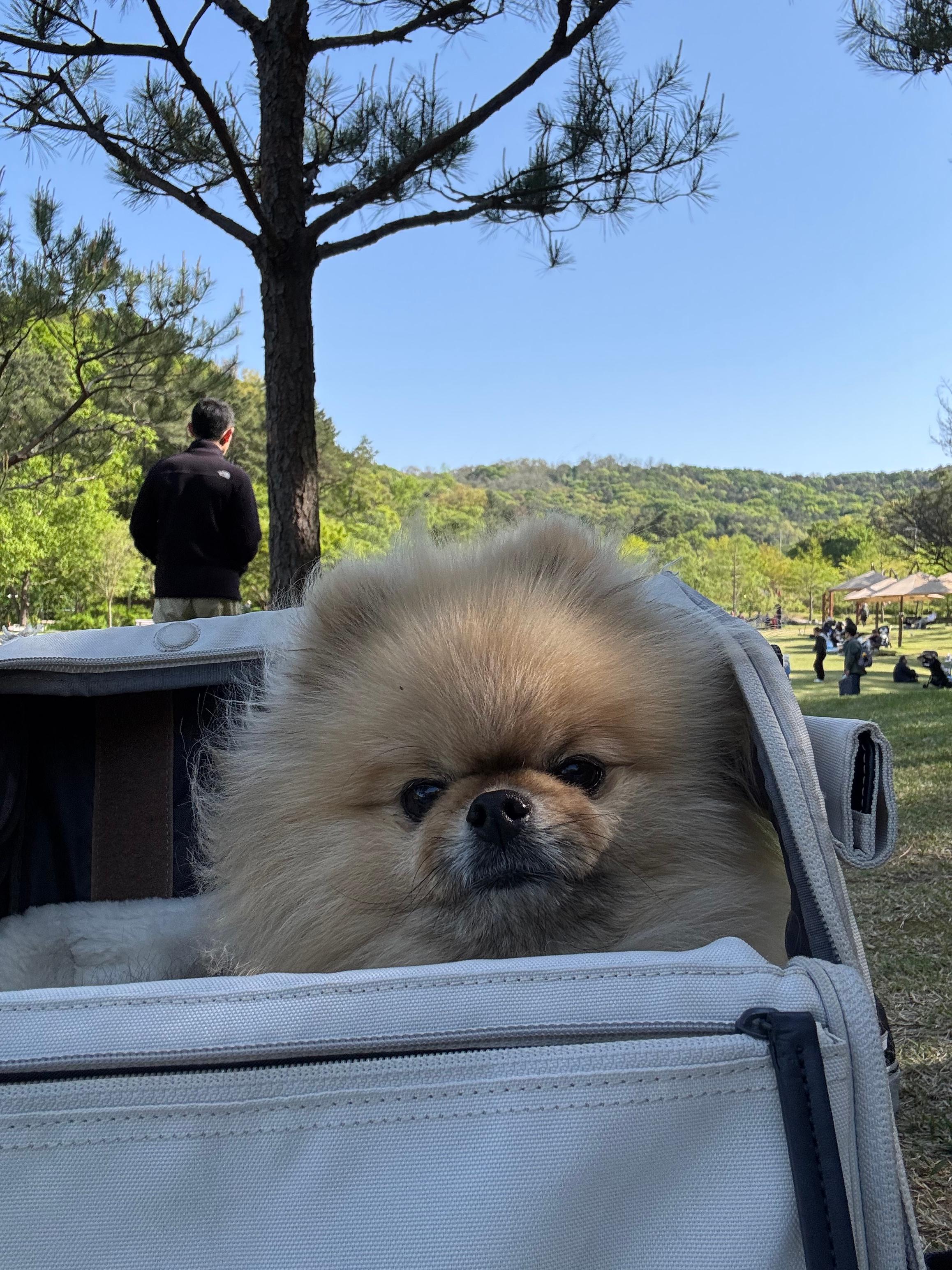 피크닉 강아지