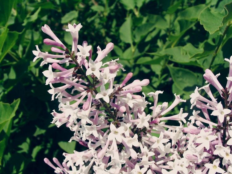 미스김 라일락의 꽃