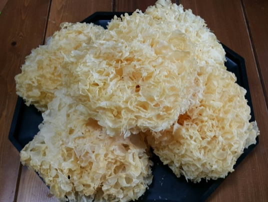흰목이버섯