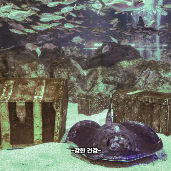넙치 효능