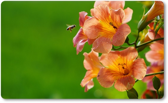 아름다운 꽃의 매력 능소화 꽃말/특성/재배법/활용법/관광 명소