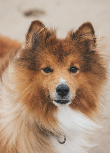 세계 각국의 전통 견종과 문화: 민족과 함께한 토착 견종의 역사적 역할