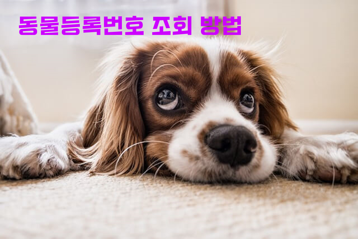 동물등록번호 조회 방법