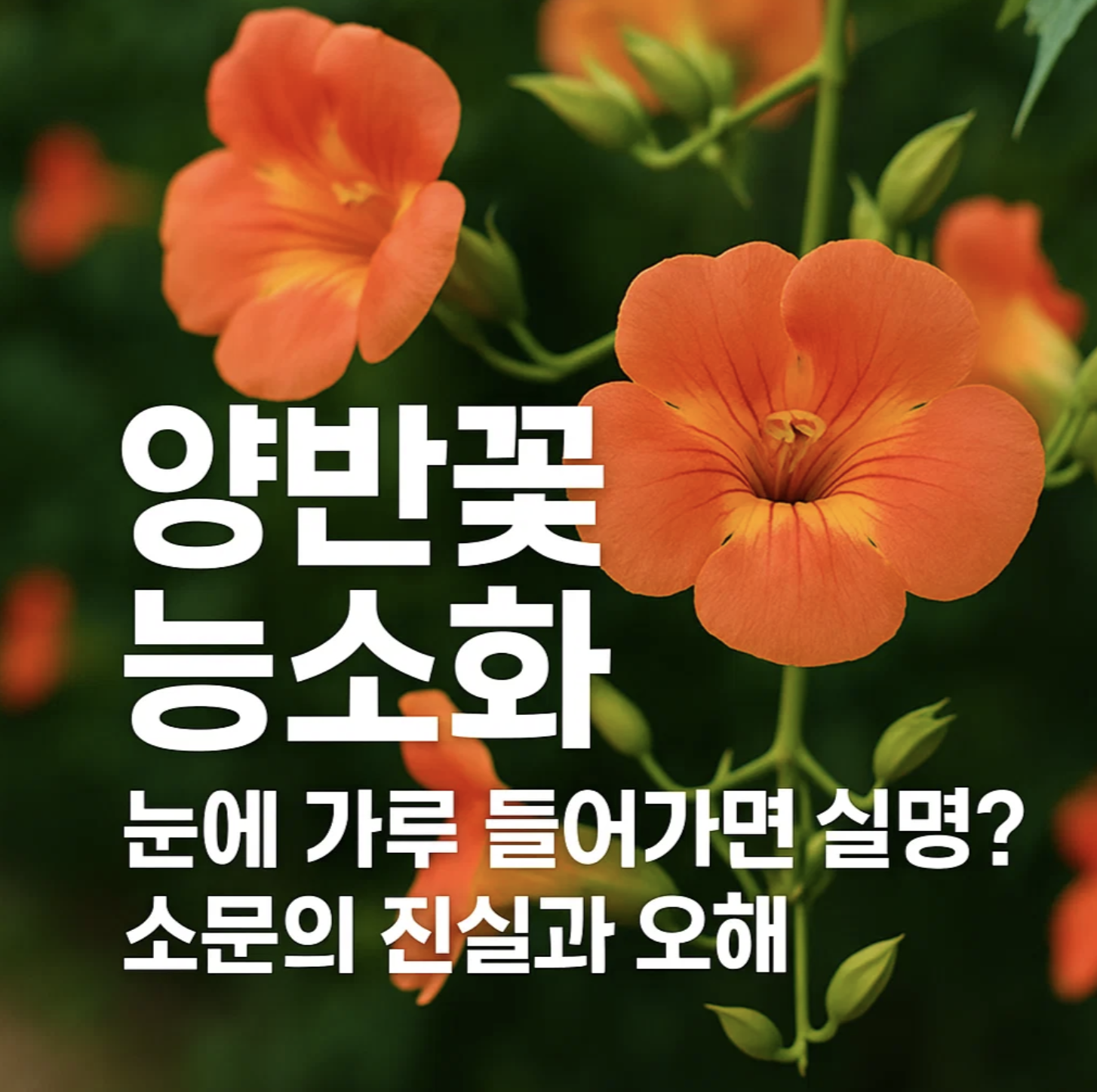 양반꽃 능소화, 눈에 가루 들어가면 실명? 소문의 진실과 오해