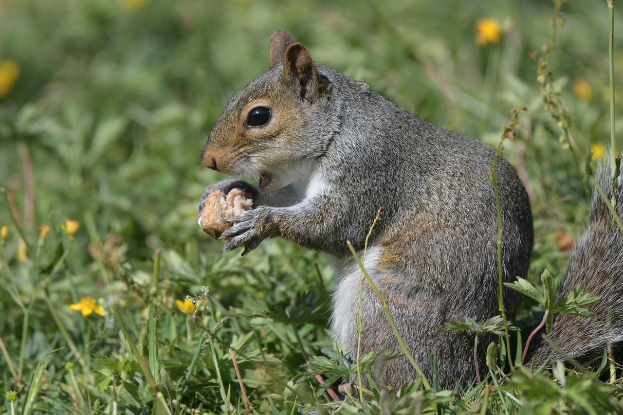 다람쥐가 도토리를 품에 안고 스트레스를 해소하는 모습