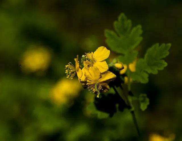 수원 화서시장 먹거리 투어 현지인 추천 코스_5