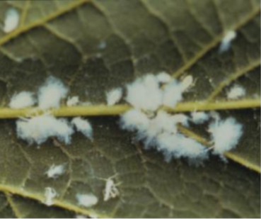 팽나무알락진딧물