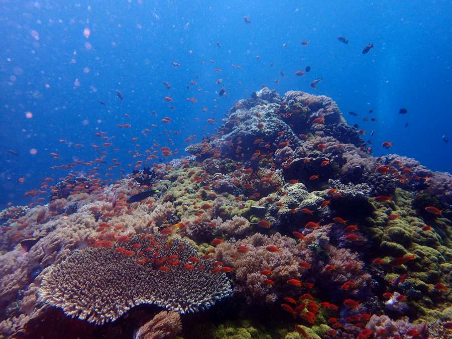 스쿠버 다이빙 자격증 따는 방법